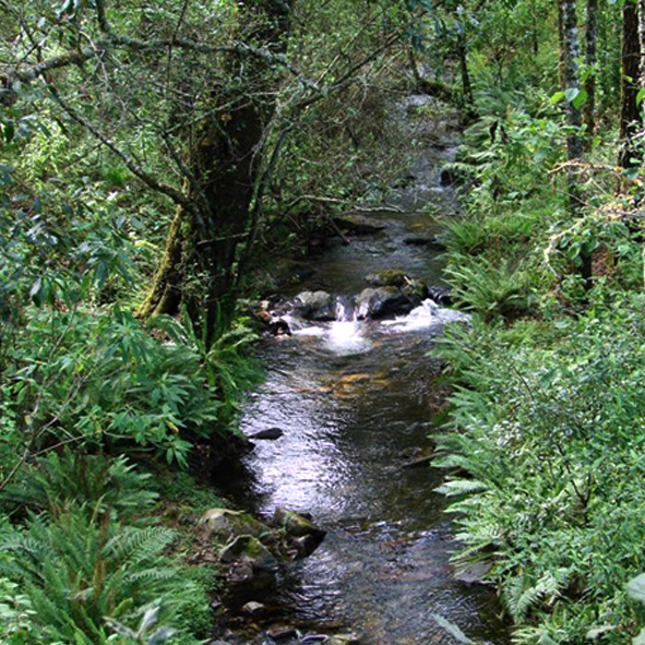 Reserva de la Biosfera Sierra de Manantlan